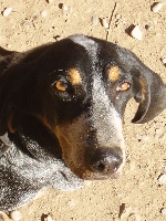 Étalon Basset bleu de Gascogne - Cristal d ambre de chassagne