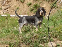 Étalon Basset bleu de Gascogne - Calin (Sans Affixe)