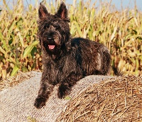 Étalon Berger de Picardie - CH. Bunia De l'escale des migrateurs
