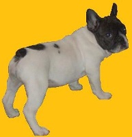 Étalon Bouledogue français - Peyshan sophie i dragoni orientali Titre Initial