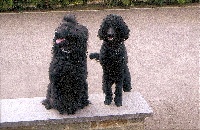 Étalon Caniche - Vega des kaer ki du