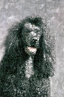 Étalon Caniche - Alfa dream of bell tess