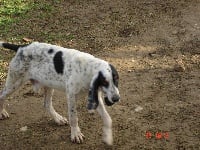 Étalon Grand gascon saintongeois - Chouant des hurleurs du chateau