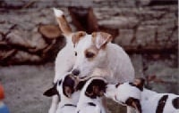 Étalon Jack Russell Terrier - Tape à l'oeil Fancy free