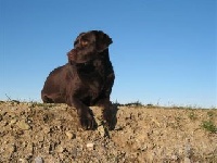 Étalon Labrador Retriever - Flot Du bois de la delle