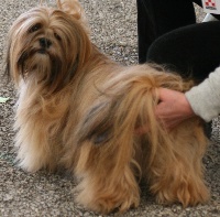 Étalon Lhassa Apso - Cassiopee des Buis des Monts d'Alban