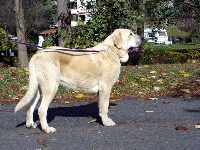 Étalon Mâtin espagnol - Pasiego de la ribera del pas