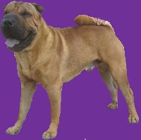 Étalon Shar Pei - CH. Success raising the bar... i dragoni orientali