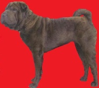 Étalon Shar Pei - Jubelee`s belissima.... i dragoni orientali