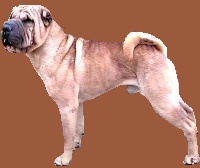 Étalon Shar Pei - TR. CH. Gustavo i dragoni orientali