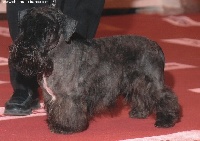 Étalon Terrier Tchèque - CH. Krteck kalifa bohemica Titre Initial