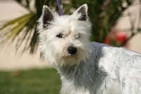 Étalon West Highland White Terrier - Belette de la Haute Fougère