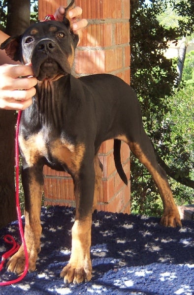 Publication : Rothorm Jy Dream