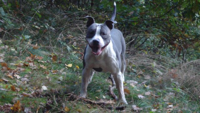 Publication : du Staff Breeding 