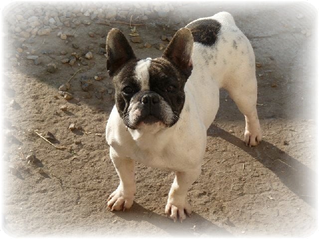 Bianca (Sans Affixe)