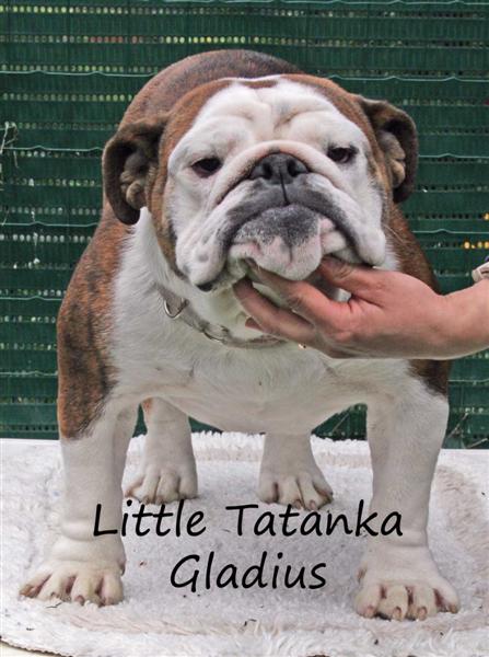 Publication : Little Tatanka
