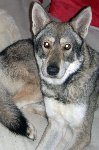 Publication : du domaine des loups blancs Auteur : M.Galbert