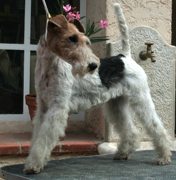 CH. Cosy star dog du haillet des cornereides