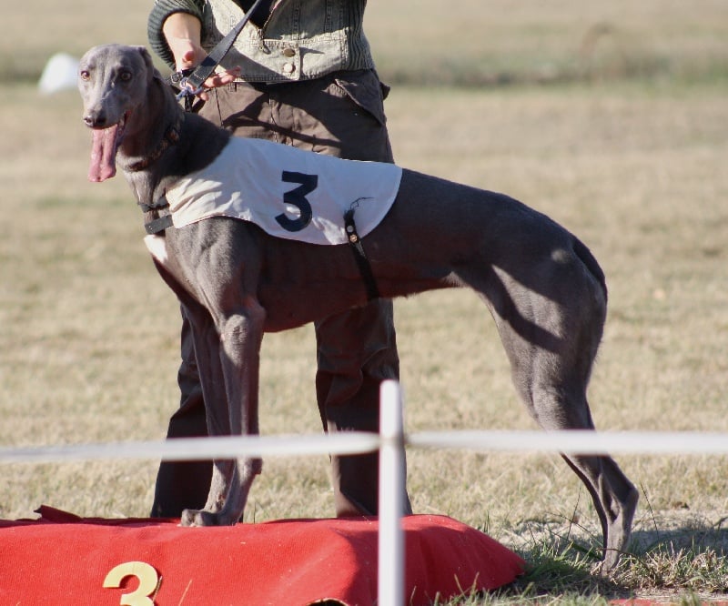 CH. Tipperary-song du grand vignoble