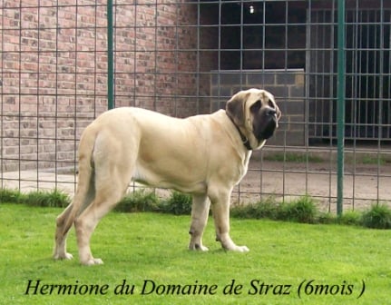 Hermione de domaine de Straz