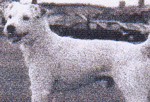 trupmoor exmoor Adge