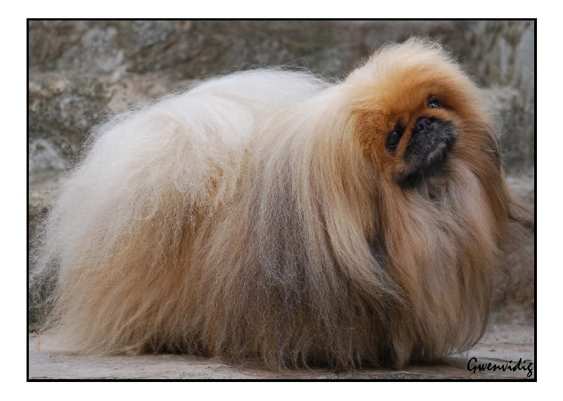 CH. Ugo II du Palais du Roi Noir