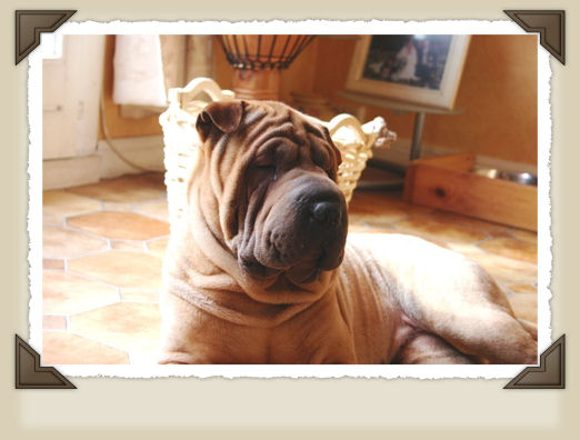 Vaylee des Gargouilles de Ming