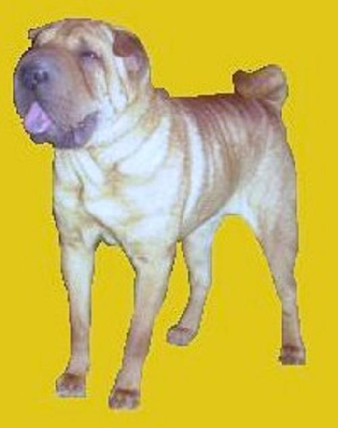 CH. amagamma Bouggi wougi