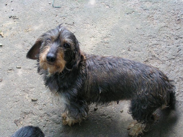 Publication : de la goutte du Chaity 