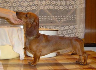 zhuir zhermon Bon garson