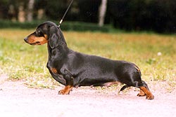 Hedda von Edlem Gemut