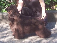 Étalon American Cocker Spaniel - colorfull's Treasured Secret