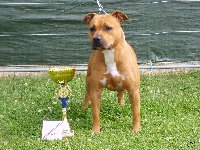 Étalon American Staffordshire Terrier - A' simply red (Sans Affixe)