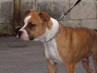 Étalon American Staffordshire Terrier - Touch of Eminence Best edition dit buster