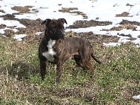 Étalon American Staffordshire Terrier - Wild Night's To easy girl