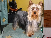 Étalon Australian Silky Terrier - Calamity jane de la Lande Barbot