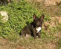Étalon Bouledogue français - Boogie de la font de Nimes