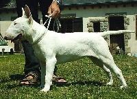 Étalon Bull Terrier - Superbowl's Esperanza