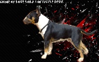 Étalon Bull Terrier - Crime of love lola 1 of Little Devil