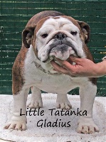 Étalon Bulldog Anglais - Little Tatanka Gladius
