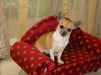 Étalon Chihuahua - Gaelle du royaume canin