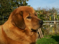 Étalon Dogue du Tibet - Emma De la bastide nabial