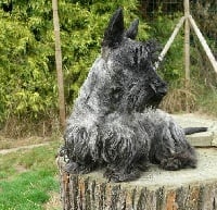 Étalon Scottish Terrier - Aristide of Penny Park