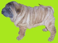 Étalon Shar Pei - Beverly beach i dragoni orientali