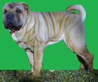 Étalon Shar Pei - Cloé du manoir de kerlessy.... i dragoni orientali