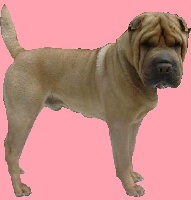 Étalon Shar Pei - CH. Folken i dragoni orientali