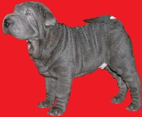 Étalon Shar Pei - Julius caesar Qi Ming Xing