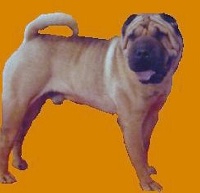 Étalon Shar Pei - TR. CH. Aagamma chenon.... i dragoni orientali