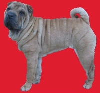 Étalon Shar Pei - C`joséphine the crazy monkey... i dragoni orientali