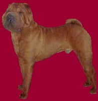 Étalon Shar Pei - Philippo i dragoni orientali